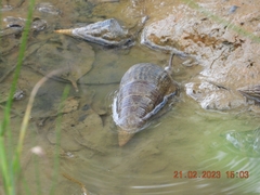Telescopium telescopium