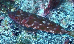 Sphoeroides marmoratus