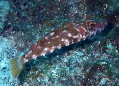 Sphoeroides marmoratus