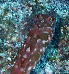 Sphoeroides marmoratus