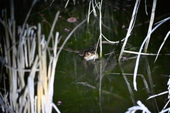 Bufo gargarizans