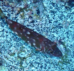 Sphoeroides marmoratus