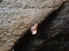 Cingula trifasciata