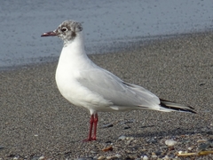 Chroicocephalus ridibundus