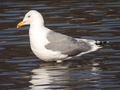 Larus argentatus