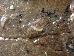 Caecum
