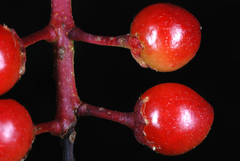 Prunus serotina