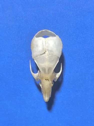 Niviventer sacer · NaturaLista Mexico