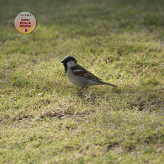 Passer domesticus