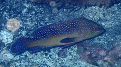 Cephalopholis taeniops