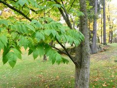 Pterocarya rhoifolia
