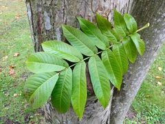 Pterocarya rhoifolia