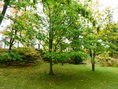 Pterocarya rhoifolia