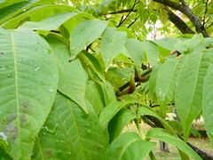 Pterocarya rhoifolia