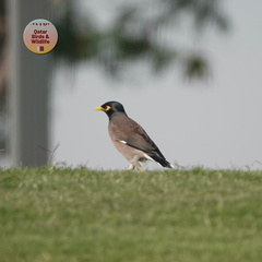 Acridotheres tristis