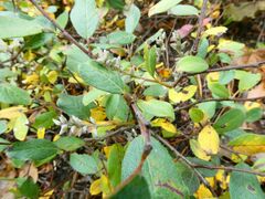 Salix glauca glauca