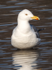 Larus argentatus