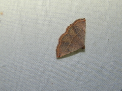 Eublemma gayneri