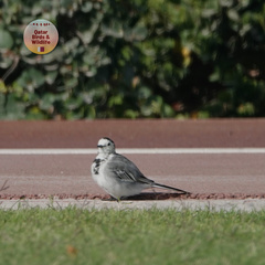 Motacilla alba