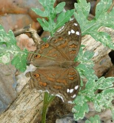 Junonia natalica