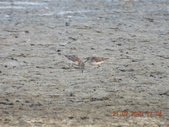 Calidris subminuta