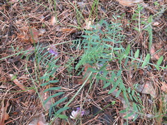 Vicia nervata