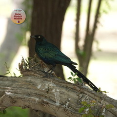 Lamprotornis caudatus
