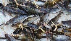 Siluriformes