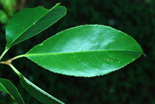 Prunus serotina