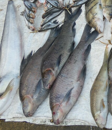 Black sharkminnow