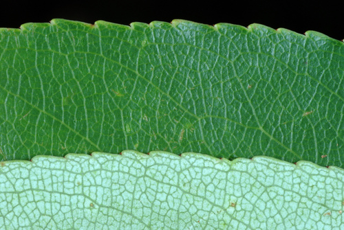 Prunus serotina