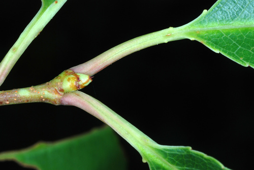 Prunus serotina