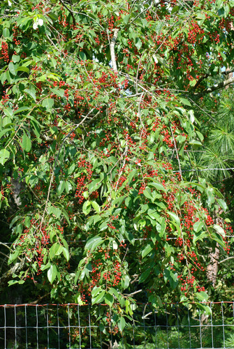 Prunus serotina