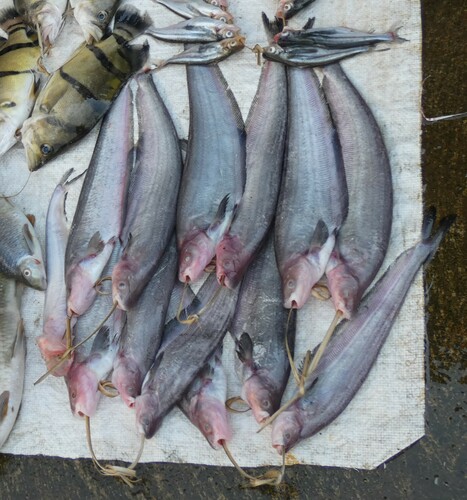 Mekong sheatfish (Hemisilurus mekongensis) — Siluridae