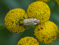 Adelphocoris quadripunctatus