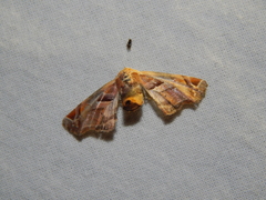 Eutelia callichroma