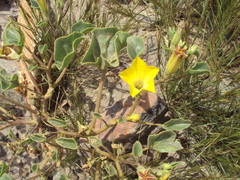 Exodeconus flavus