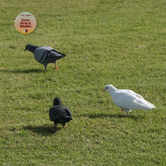 Columba livia domestica