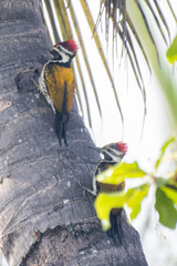 Dinopium benghalense