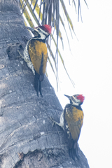 Dinopium benghalense