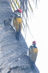 Dinopium benghalense