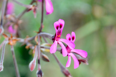 Pelargonium reniforme