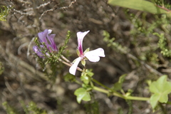Pelargonium peltatum
