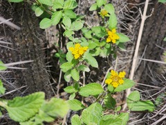 Lantana scabiosiflora
