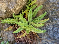 Polystichum lemmonii