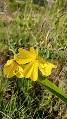 Oenothera