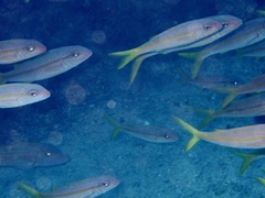 Mulloidichthys martinicus