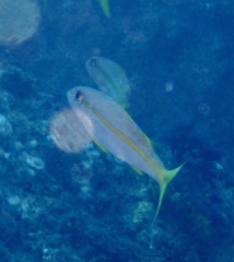 Mulloidichthys martinicus