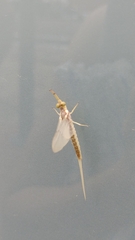 Pentagenia vittigera