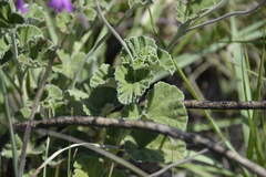 Pelargonium reniforme